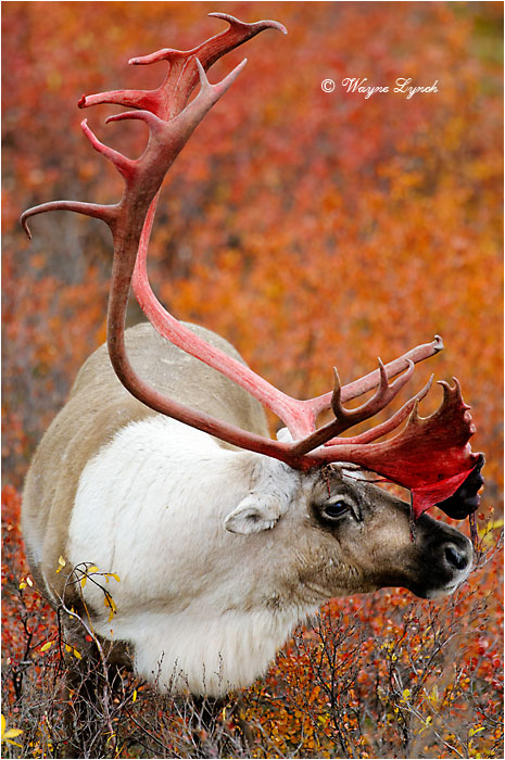 Caribou Bull Shedding Antler Velvet 122 by Dr. Wayne Lynch &copy;